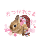 かわいいうさぎさんのご挨拶スタンプ（個別スタンプ：35）
