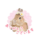 かわいいうさぎさんのご挨拶スタンプ（個別スタンプ：37）