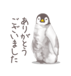 毎日使える★ペンギンさん（個別スタンプ：12）