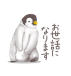 毎日使える★ペンギンさん（個別スタンプ：13）