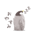 毎日使える★ペンギンさん（個別スタンプ：19）