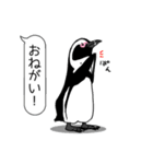 毎日ペンギンズ2（個別スタンプ：13）