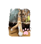 Xevel猫スタンプ（個別スタンプ：1）