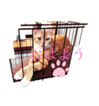 Xevel猫スタンプ（個別スタンプ：2）