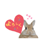 HAPPYいちごたん❤️（個別スタンプ：3）