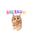 ぽむ！（個別スタンプ：1）