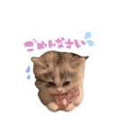 ぽむ！（個別スタンプ：5）
