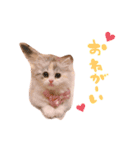 ぽむ！（個別スタンプ：10）