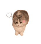 ぽむ！（個別スタンプ：11）