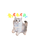 ぽむ！（個別スタンプ：15）