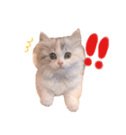 ぽむ！（個別スタンプ：16）