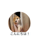 猫のひめちゃんスタンプ（個別スタンプ：1）