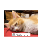 猫のひめちゃんスタンプ（個別スタンプ：2）