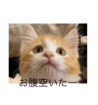 猫のひめちゃんスタンプ（個別スタンプ：3）