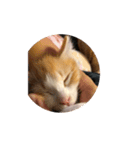 猫のひめちゃんスタンプ（個別スタンプ：5）