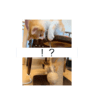 猫のひめちゃんスタンプ（個別スタンプ：6）