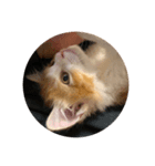 猫のひめちゃんスタンプ（個別スタンプ：7）