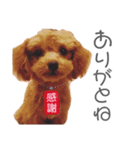 ティーカッププードルのうーちゃん②（個別スタンプ：2）