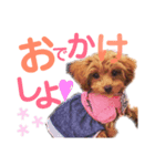 ティーカッププードルのうーちゃん②（個別スタンプ：8）