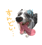 愛犬くん01（個別スタンプ：5）