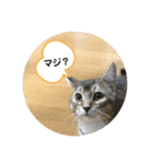 たびボーイ 3（個別スタンプ：4）