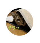 たびボーイ 3（個別スタンプ：11）