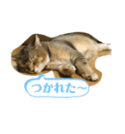 たびボーイ 3（個別スタンプ：30）