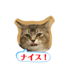 たびボーイ 3（個別スタンプ：31）