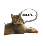 たびボーイ 3（個別スタンプ：33）