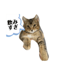 たびボーイ 3（個別スタンプ：34）