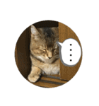 たびボーイ 3（個別スタンプ：36）
