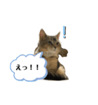 たびボーイ 3（個別スタンプ：38）