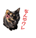 モコとブチ（個別スタンプ：2）