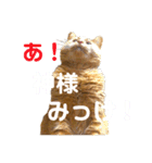 モコとブチ（個別スタンプ：5）