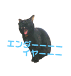モコとブチ（個別スタンプ：7）