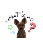 Yorkie Noel（個別スタンプ：2）