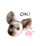 Yorkie Noel（個別スタンプ：3）