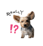 Yorkie Noel（個別スタンプ：6）