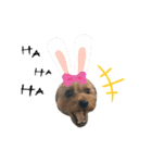 Yorkie Noel（個別スタンプ：7）