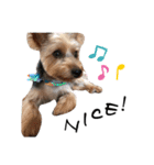 Yorkie Noel（個別スタンプ：8）
