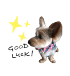 Yorkie Noel（個別スタンプ：13）