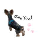 Yorkie Noel（個別スタンプ：14）