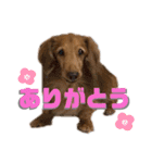 ちょこちゃんの使えるスタンプ（個別スタンプ：3）