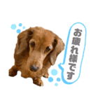 ちょこちゃんの使えるスタンプ（個別スタンプ：11）