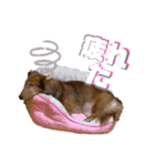 ちょこちゃんの使えるスタンプ（個別スタンプ：23）