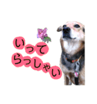 フレブルと相棒（個別スタンプ：1）