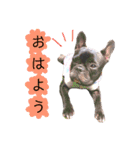 フレブルと相棒（個別スタンプ：4）