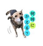 フレブルと相棒（個別スタンプ：9）
