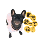 フレブルと相棒（個別スタンプ：16）