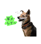 フレブルと相棒（個別スタンプ：17）